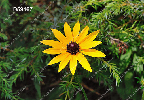 Black-eyed Susan (Rudbeckia hirta)